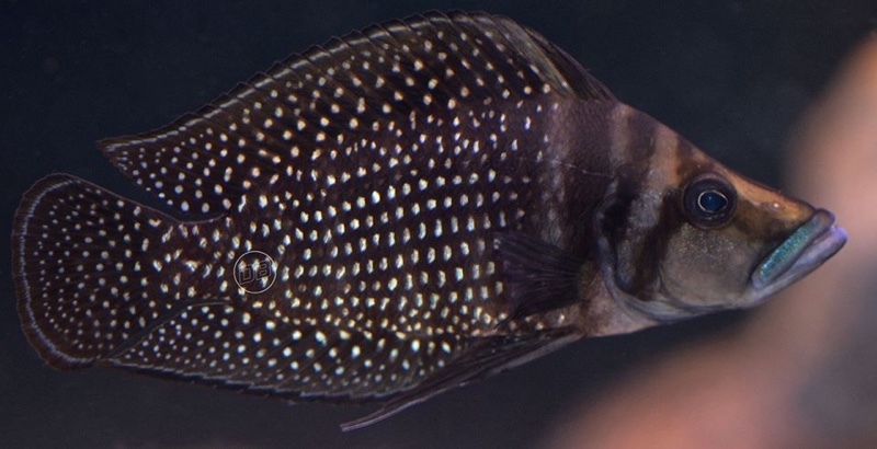 Altolamprologus calvus 'Black Congo'